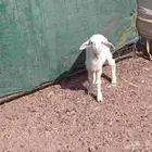 داقور حري عمره سبوع خاروف سلم من جميع العذاريب