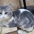 قطة انثى للتبني بدون ملحقات