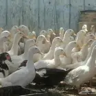 بط بكيني للبيع