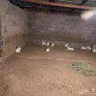 ارانب للبيع العدد 14 ذكر وانثى