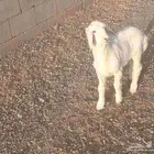 داغور خاروف حري عمره حول شهر سليم من جميع العذاريب
