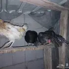 دجاج للبيع
