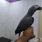 كاسكو أليف مافي عض