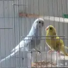 انثى و ذكر بادجي اليفات ( تم البيع )