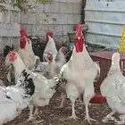 دجاج لبيع