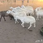 ضان حريات 22 تحتها 22