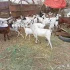 غنم طيب مقاني سن طيب العدد 30
