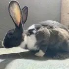 ارانب للبيع على السوم نضاف جدا التواصل خاص