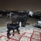 معزا عارضي جامع شباب معاها تيس خاليه من الامراض عل السوم