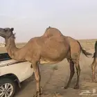 ناقه ساحليه ملاقي