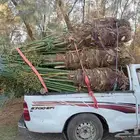 نخل طيب ومشكل