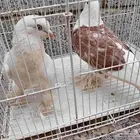 حمام باكستاني وشرازي وبلدي العدد 14