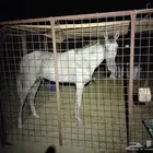 خيل شعبي للبيع البيع سمح ومستعجل للزبون الصامل الموقع املج