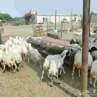 رخيل بلدي تربيه من 5شهور الى6 شهور