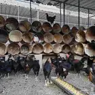 دجاج تركي فرنسي بلاك للبيع