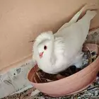 مطلوب انثى حمام بلجيك