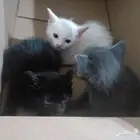 قطه جميله