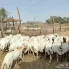 خرفان بلدي اختيار