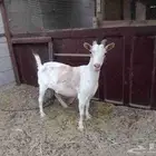 شكيه