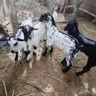 للبيع تيوس فاخره بسم الله عليها وترضع سواء ماعز او ضان