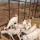 جفار وتيوس