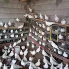 حمام فرنسي