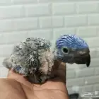 لوري