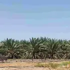 مزرعه للبيع