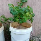 . متوفر أشجار كبيره في مراكن.
