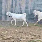 ماعز ابيض ابرص هولندي فاااخر