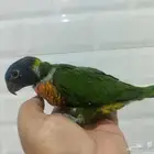 لوري سوانسن