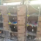 محاكر و اعين عيون للدواجن و الحمام