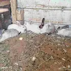 أرانب للبيع