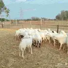 سواكني تربيه للمناسبات بيض الوجه شيء فاخر من الاخر