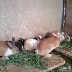 ارانب بلدي للبيع