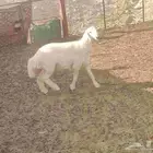 مشروع فحل حري عمره 4شهور شرط جرم