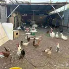 دجاج بلدي ورومي