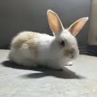 ارانب للبيع على السوم التواصل خاص