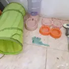أغراض قطط استعمال شهر