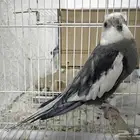 بغبغاء كروان هولندي ذكر