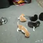 قطة للتبني مع صغارها