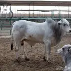 جزار ومندوب توزيع لحوم طازجة