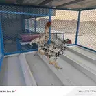 ثلاثه ازواج دجاج كوشامو الماني