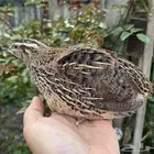 سمان ياباني جامبو