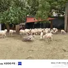 مجموعة من الأغنام أكثر من 40 رأس ...على السوم ...