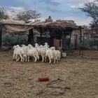 جذعان نظاف