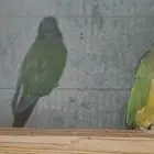 جوز كنيور اناناس بشهاداته