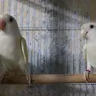 جوز روز إينو