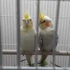 مزاد لمدة يوم على زوج طيور كروان