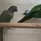 جوز كنيور محلل بشهاداته